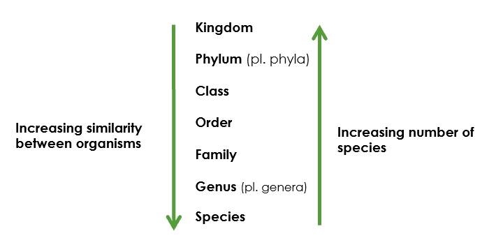 <p>In a system known as phylogenetic hierarchy</p><p>Organisms are placed into groups (taxon - pl. taxa) based on their increasing similarities</p>