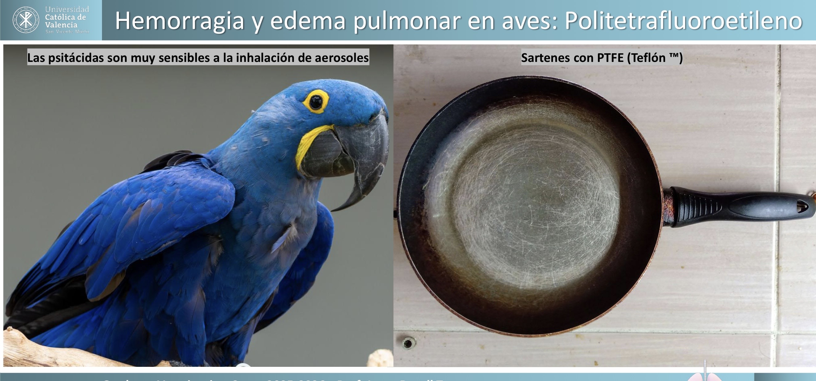<p>RESPIRATORIO: hemorragia y edema pulmonar por intoxicación por Politetrafluoroetileno </p><p>Las psitacidas son muy sensibles a la inhalación de aerosoles </p>