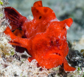 <p>Type of tropical anglerfish, modified dorsal spine that acts as a fishing rod</p>