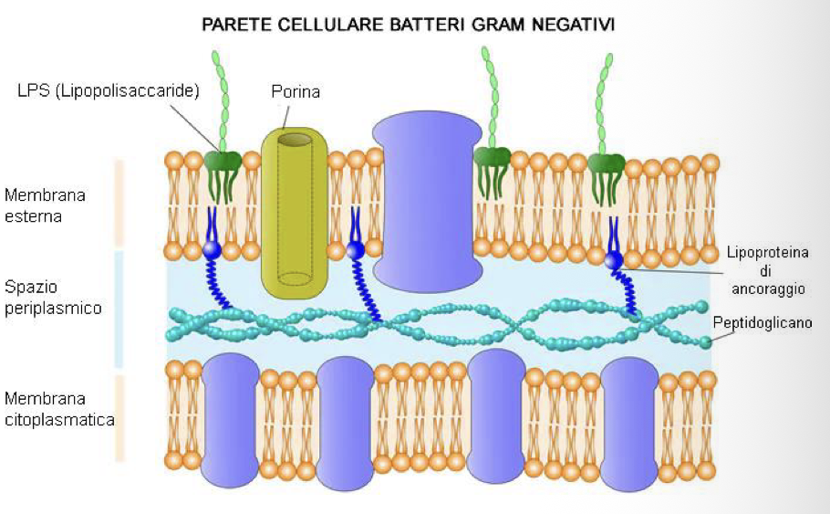 <p>Nei gram negativi la parete cellulare è formata esclusivamente da un sottile strato di peptigoglicano:</p><ul><li><p>La parete cellulare non è in grado di contrastare il passaggio di molecole idrofobiche, che potrebbero danneggiare la membrana citoplasmatica</p></li><li><p>Per questo motivo, abbiamo una seconda membrana cellulare, la membrana esterna, situata al di sopra dello strato di peptigoglicano</p></li><li><p>La membrana esterna ha struttura bilaminare con organizzazione asimmetrica:</p><ul><li><p>Foglietto interno formato da fosfolipidi</p></li><li><p>Foglietto esterno contenente il lipopolisaccaride batterico (LPS) coinvolto nell’azione patogena dei gram negativi</p></li></ul></li></ul><p>Il liposaccaride batterico è costituito da:</p><ul><li><p>porzione lipidica, chiamata lipide A, che rappresenta l’endotossina vera a propria</p></li><li><p>porzione polisaccaridica, formata a sua volta da:</p><ul><li><p>una prima parte che costituisce il core della molecola → struttura costante, corta catena di zuccheri che comprendono l’acido chetodeossioctonoico e un eptoso</p></li><li><p>la seconda parte è una lunga catena polisaccaridica con proprietà antigeniche (antigene O) → caratterizzata da ripetizioni di subunità tri-tetra o penta-saccaridiche.<br>Le diverse catene polisaccaridiche sono in grado di legare cationi bivalenti come il magnesio, e fungono da ponte tra le varie catena conferendo compattezza</p></li></ul></li></ul><p>A causa della sua natura lipidica, la membrana esterna ostacola il passaggio oltre che alle molecole idrofobiche, anche a quelle idrofile:</p><ul><li><p>Per questo motivo, abbiamo le porine (proteine) che nello spesso della membrana esterna formano canali e permettono la diffusione passiva di molecole idrofile come zuccheri, amminoacidi e alcuni ioni (con peso molecolare inferiore a circa 600-700 Dalton)</p></li></ul><p>La membrana esterna è collegata alla parete cellulare sottostante tramite:</p><ul><li><p>Lipoproteine con legami covalenti con lo strato di peptigoglicano</p></li><li><p>Porine con legami non covalenti con lo strato di peptigoglicano</p></li></ul><p></p>