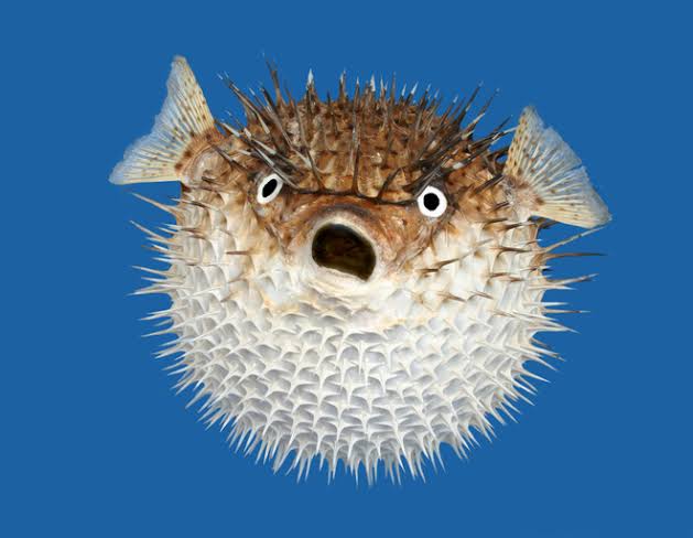 <p>복어</p>