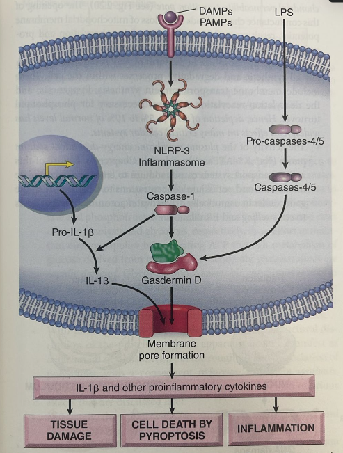<ul><li><p><em>Definition:</em> A highly inflammatory form of regulated cell death, typically triggered by intracellular microbial infections.</p></li><li><p><strong>Mechanism:</strong></p><ul><li><p>Microbial products activate the <strong>inflammasome</strong> (a cytosolic multi-protein complex).</p></li><li><p>Inflammasome activates <strong>Caspase-1</strong>.</p></li><li><p>Caspase-1 does two things:</p><ol><li><p>Cleaves and activates pro-inflammatory cytokines (<strong>IL-1β and IL-18</strong>).</p></li><li><p>Cleaves <strong>Gasdermin D</strong>.</p></li></ol></li><li><p>Gasdermin D inserts into the plasma membrane, forming pores that lead to cell swelling, membrane rupture, and massive release of cytokines.</p></li></ul></li></ul><p></p>
