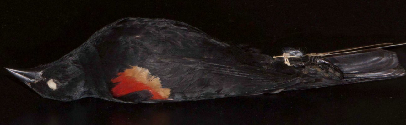 <p>Red-winged Blackbird</p>