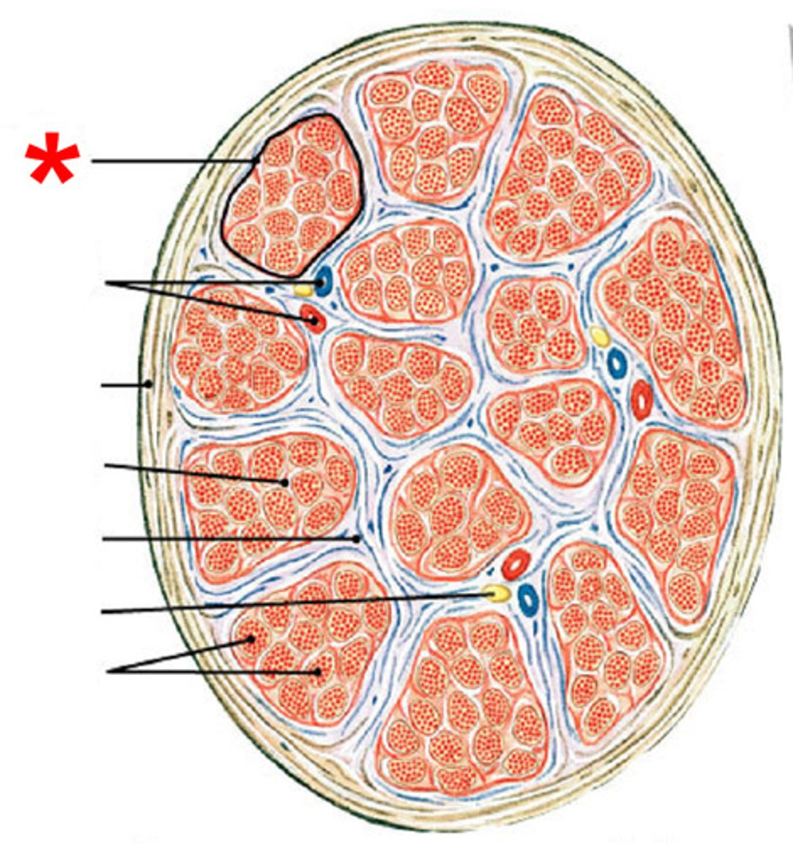 <p>What is a fascicle?</p>