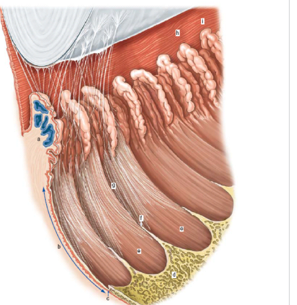 <p>label structures of anterior eye - side profile</p>