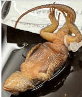 <p>What species is this</p>