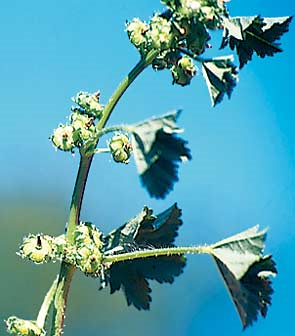<p>Identify the weed</p>