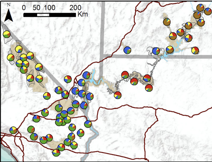 <p>Five genetic clusters with different genetic patterns</p>