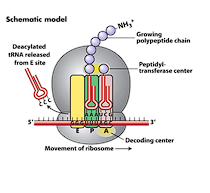 <p><span>To synthesize a </span><strong>polypeptide chain</strong><span> based on the mRNA template</span></p>