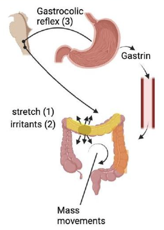 <p>Slow, powerful peristalsis contractions in large intestine that moves waste to rectum.</p><ul><li><p>Occurs 3-5x per day for 10-15 minutes, during or after meals </p></li><li><p>Triggers:</p><ul><li><p>Stretch of colon wall</p></li><li><p>Irritants such as chemical or ulcers</p></li><li><p>Gastrocolic reflex</p></li></ul></li></ul><p></p>