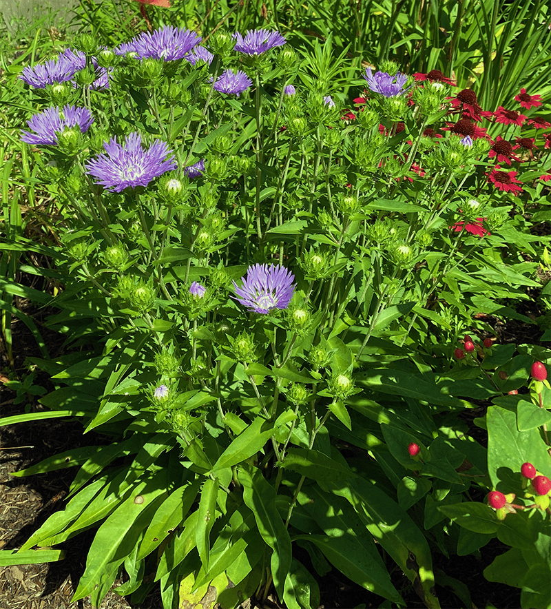 <p>Ray and disc flowers</p><p>alternate</p><p>basal rosette</p><p>entire margins</p><p>linear to obovate leaves</p><p>bristly margins</p><p>sepals have bristly margins</p>