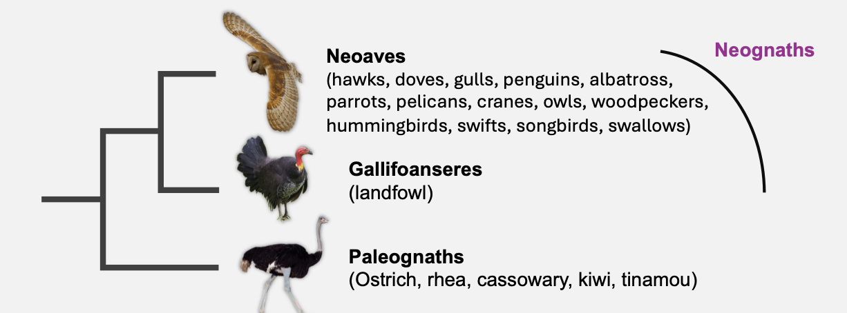 <ul><li><p class="Paragraph SCXO217423187 BCX4" style="text-align: left;"><span style="background-color: inherit; line-height: 19.55px;">Waterbirds like penguins, tubenoses and pelicans sit within a broader assemblage</span><span style="line-height: 19.55px;">&nbsp;</span></p></li><li><p class="Paragraph SCXO217423187 BCX4" style="text-align: left;"><span style="background-color: inherit; line-height: 19.55px;">Earliest landbirds may have been predatory</span><span style="line-height: 19.55px;">&nbsp;</span></p></li><li><p class="Paragraph SCXO217423187 BCX4" style="text-align: left;"><span style="background-color: inherit; line-height: 19.55px;">Origin from Dinosaurs</span><span style="line-height: 19.55px;">&nbsp;</span></p><ul><li><p class="Paragraph SCXO217423187 BCX4" style="text-align: left;"><span style="background-color: inherit; line-height: 19.55px;">Birds evolved from theropod dinosaurs</span><span style="line-height: 19.55px;">&nbsp;</span></p></li><li><p class="Paragraph SCXO217423187 BCX4" style="text-align: left;"><span style="background-color: inherit; line-height: 19.55px;">Closely related to carnivorous dinosaurs like Velociraptor</span><span style="line-height: 19.55px;">&nbsp;</span></p></li></ul></li><li><p class="Paragraph SCXO217423187 BCX4" style="text-align: left;"><span style="background-color: inherit; line-height: 19.55px;">Link to Reptiles</span><span style="line-height: 19.55px;">&nbsp;</span></p><ul><li><p class="Paragraph SCXO217423187 BCX4" style="text-align: left;"><span style="background-color: inherit; line-height: 19.55px;">Birds are part of the reptile lineage (amniotes)</span><span style="line-height: 19.55px;">&nbsp;</span></p></li><li><p class="Paragraph SCXO217423187 BCX4" style="text-align: left;"><span style="background-color: inherit; line-height: 19.55px;">Share a common ancestor with modern reptiles like Crocodilia</span><span style="line-height: 19.55px;">&nbsp;</span></p></li><li><p class="Paragraph SCXO217423187 BCX4" style="text-align: left;"><span style="background-color: inherit; line-height: 19.55px;">Crocodiles are their closest living relatives</span><span style="line-height: 19.55px;">&nbsp;</span></p></li></ul></li><li><p class="Paragraph SCXO217423187 BCX4" style="text-align: left;"><span style="background-color: inherit; line-height: 19.55px;">Transitional Fossils</span><span style="line-height: 19.55px;">&nbsp;</span></p><ul><li><p class="Paragraph SCXO217423187 BCX4" style="text-align: left;"><span style="background-color: inherit; line-height: 19.55px;">Key fossil: Archaeopteryx</span><span style="line-height: 19.55px;">&nbsp;</span></p></li><li><p class="Paragraph SCXO217423187 BCX4" style="text-align: left;"><span style="background-color: inherit; line-height: 19.55px;">Shows both:</span><span style="line-height: 19.55px;">&nbsp;</span></p><ul><li><p class="Paragraph SCXO217423187 BCX4" style="text-align: left;"><span style="background-color: inherit; line-height: 19.55px;">Reptilian traits (teeth, long tail)</span><span style="line-height: 19.55px;">&nbsp;</span></p></li><li><p class="Paragraph SCXO217423187 BCX4" style="text-align: left;"><span style="background-color: inherit; line-height: 19.55px;">Avian traits (feathers, wings)</span><span style="line-height: 19.55px;">&nbsp;</span></p></li></ul></li></ul></li><li><p class="Paragraph SCXO217423187 BCX4" style="text-align: left;"><span style="background-color: inherit; line-height: 19.55px;">Shared Characteristics with Theropods</span><span style="line-height: 19.55px;">&nbsp;</span></p><ul><li><p class="Paragraph SCXO217423187 BCX4" style="text-align: left;"><span style="background-color: inherit; line-height: 19.55px;">Hollow bones</span><span style="line-height: 19.55px;">&nbsp;</span></p></li><li><p class="Paragraph SCXO217423187 BCX4" style="text-align: left;"><span style="background-color: inherit; line-height: 19.55px;">Three-toed limbs</span><span style="line-height: 19.55px;">&nbsp;</span></p></li><li><p class="Paragraph SCXO217423187 BCX4" style="text-align: left;"><span style="background-color: inherit; line-height: 19.55px;">Wishbone (furcula)</span><span style="line-height: 19.55px;">&nbsp;</span></p></li><li><p class="Paragraph SCXO217423187 BCX4" style="text-align: left;"><span style="background-color: inherit; line-height: 19.55px;">Feathers (present in some dinosaurs)</span><span style="line-height: 19.55px;">&nbsp;</span></p></li></ul></li><li><p class="Paragraph SCXO217423187 BCX4" style="text-align: left;"><span style="background-color: inherit; line-height: 19.55px;">Placement in Evolution</span><span style="line-height: 19.55px;">&nbsp;</span></p><ul><li><p class="Paragraph SCXO217423187 BCX4" style="text-align: left;"><span style="background-color: inherit; line-height: 19.55px;">Birds belong to:</span><span style="line-height: 19.55px;">&nbsp;</span></p><ul><li><p class="Paragraph SCXO217423187 BCX4" style="text-align: left;"><span style="background-color: inherit; line-height: 19.55px;">Clade Aves</span><span style="line-height: 19.55px;">&nbsp;</span></p></li><li><p class="Paragraph SCXO217423187 BCX4" style="text-align: left;"><span style="background-color: inherit; line-height: 19.55px;">Within Dinosauria (they are technically living dinosaurs)</span><span style="line-height: 19.55px;">&nbsp;</span></p></li></ul></li></ul></li><li><p class="Paragraph SCXO217423187 BCX4" style="text-align: left;"><span style="background-color: inherit; line-height: 19.55px;">Evolutionary Significance</span><span style="line-height: 19.55px;">&nbsp;</span></p><ul><li><p class="Paragraph SCXO217423187 BCX4" style="text-align: left;"><span style="background-color: inherit; line-height: 19.55px;">Represent a transition from:</span><span style="line-height: 19.55px;">&nbsp;</span></p><ul><li><p class="Paragraph SCXO217423187 BCX4" style="text-align: left;"><span style="background-color: inherit; line-height: 19.55px;">Ground-dwelling dinosaurs → flying vertebrates</span><span style="line-height: 19.55px;">&nbsp;</span></p></li></ul></li></ul></li></ul><p></p>
