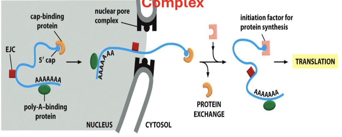 <p>the cap-protein is replaced with the initiation factor to confirm correctness</p>