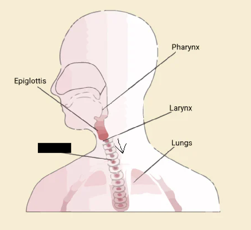 <p><span style="background-color: transparent;">Air travels from the larynx to the ______.</span></p>