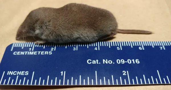 <ul><li><p><span style="background-color: transparent;">Small body</span></p></li><li><p><span style="background-color: transparent;">Short tail (less than half of body length)</span></p></li></ul><p></p>