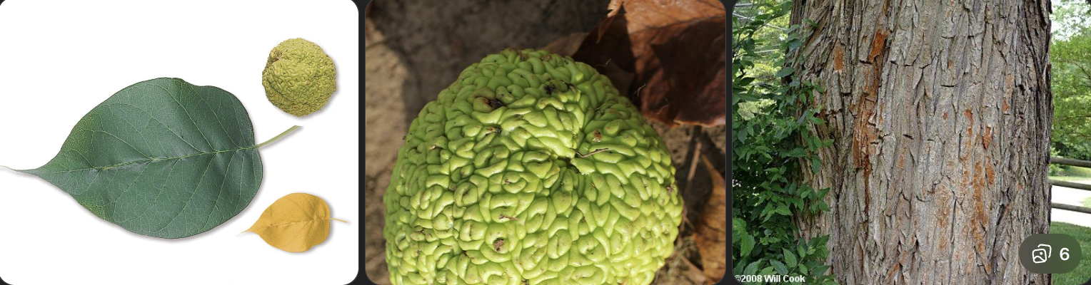 <p>Identify this tree</p>