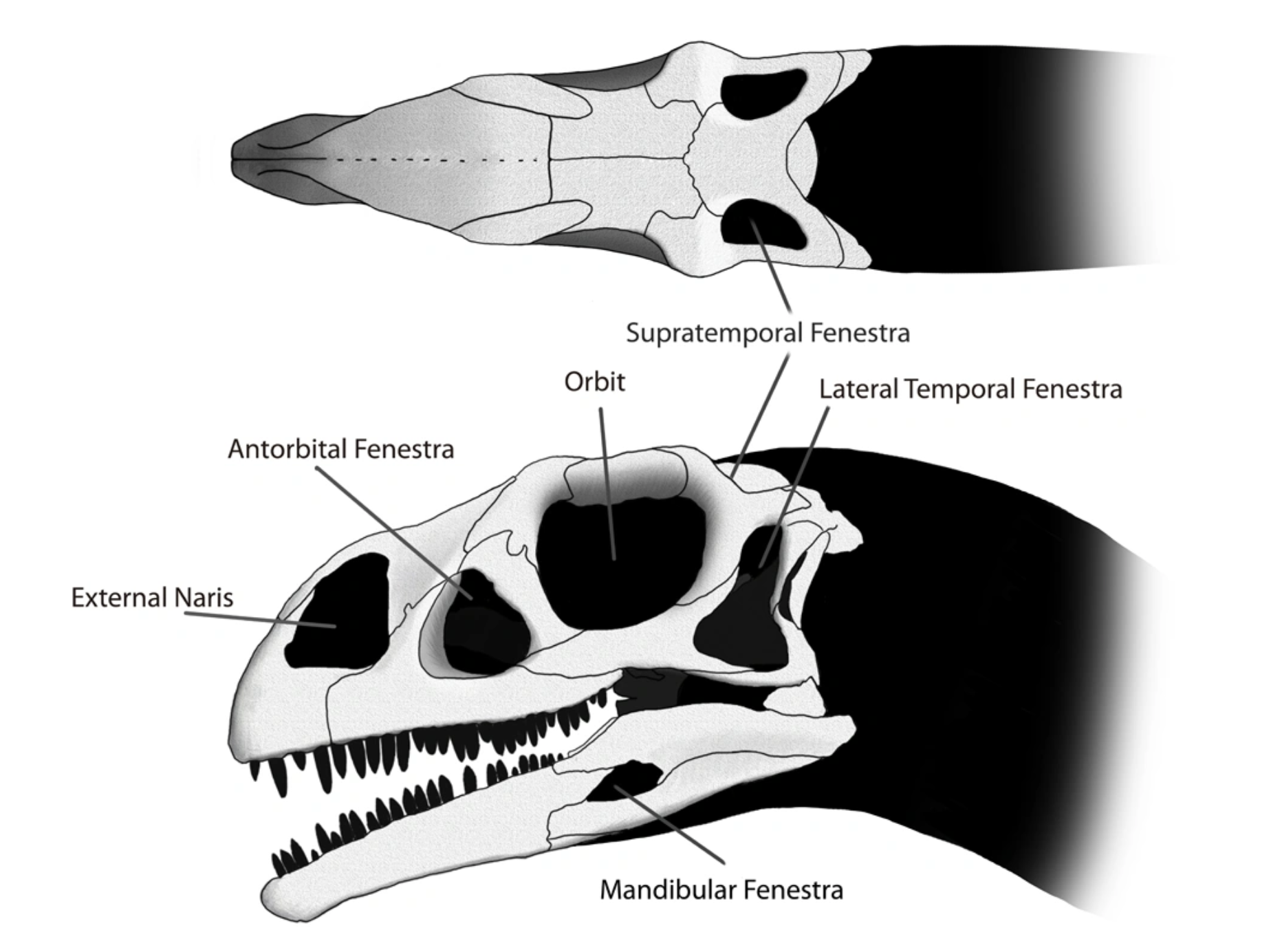 <p>Infratemporal Fenestrum</p>