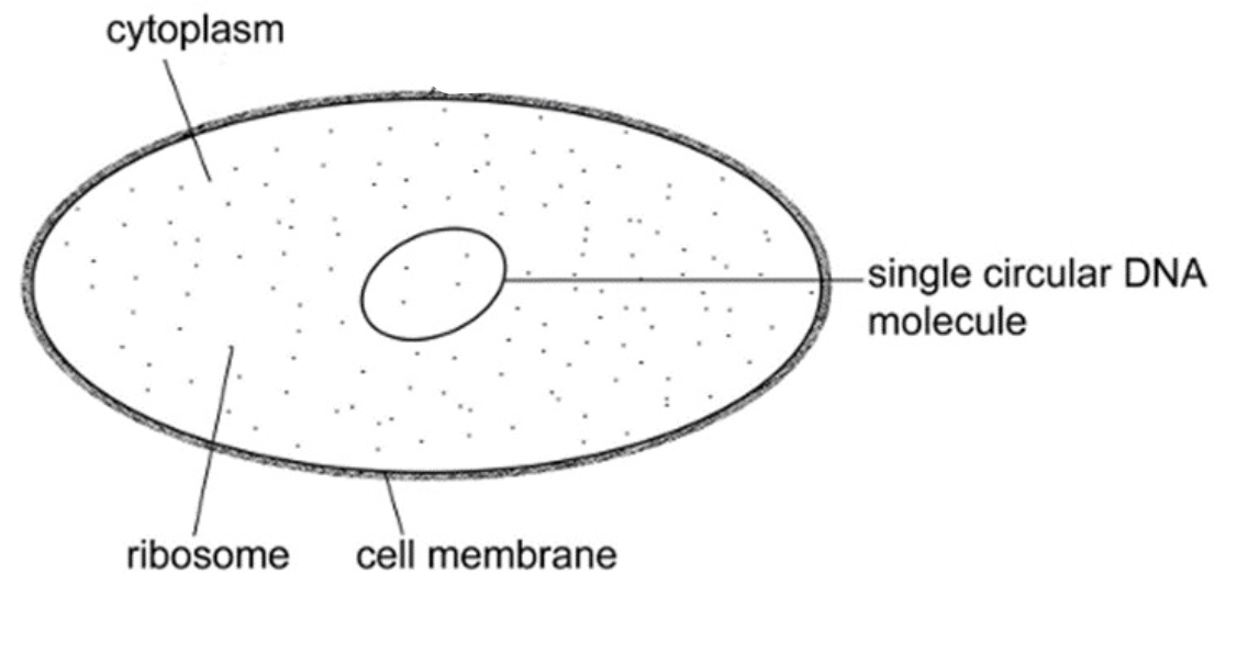 <p>Enclosing plasma membrane, cytoplasm made of cytosol, DNA (genetic material) and Ribosomes (synthesize proteins)</p>