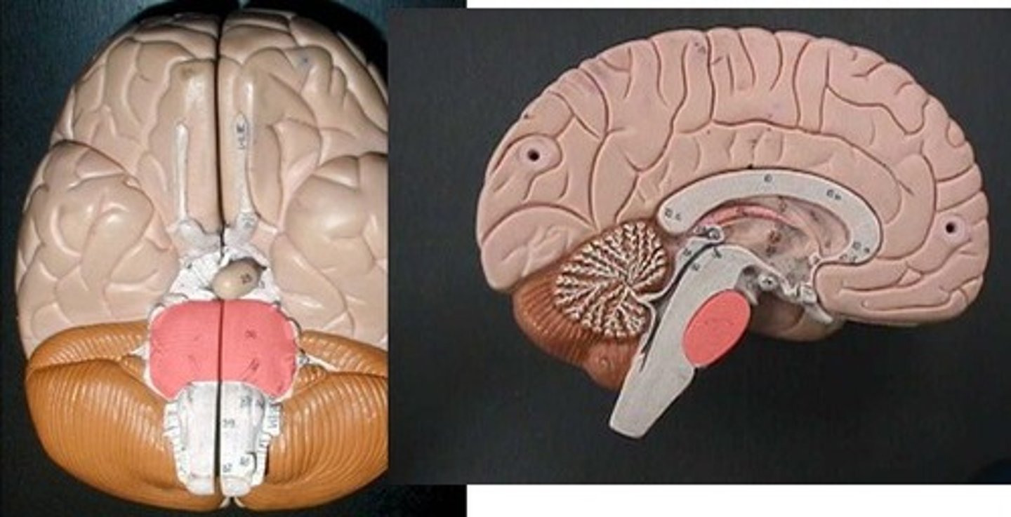 <p>An expanded structure located superior to the medulla oblongata and anterior to the cerebellum, and has respiratory centers that assist the medulla oblongata in controlling breathing.</p>