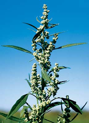 <p>Identify the weed</p>