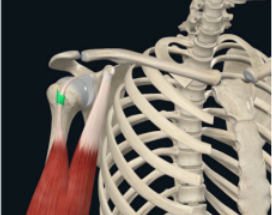 <p>The long head of the biceps tendon will pass through the bicipital groove or intertubercular groove</p><ul><li><p>Covered by the bicipital ligament or transverse humeral ligament</p></li></ul><p>Inflammation of the tendon of the long head of the biceps brachii</p><ul><li><p>Continuous use of the biceps brachii will rub its tendon against the ligament surface. This repeated friction irritates the tendon and can lead to tendonitis</p></li></ul><p></p>