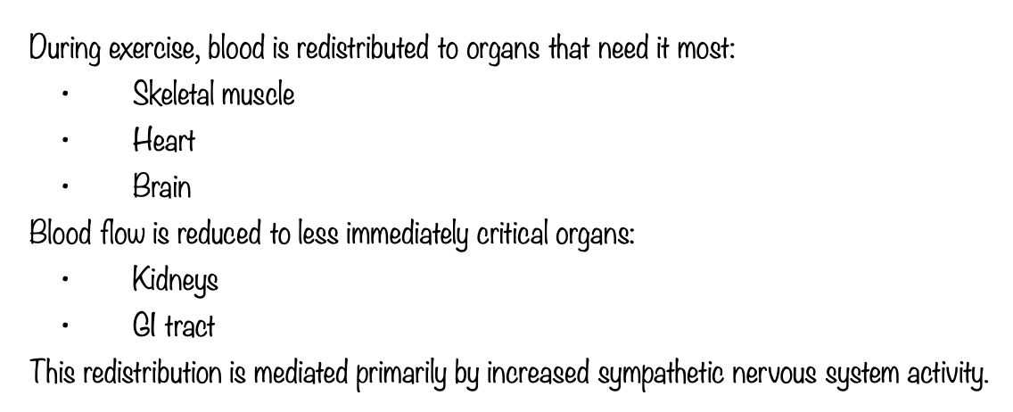 <p>D . Increased renal sympathetic nerve activity</p>