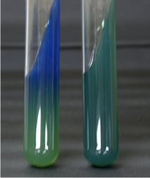 <ol><li><p>what test is this?</p></li><li><p>what type of media is this?</p></li><li><p>explain what was added to yield results</p></li><li><p>explain the pictures (+ or -) results and what each mean)</p></li></ol><p></p>