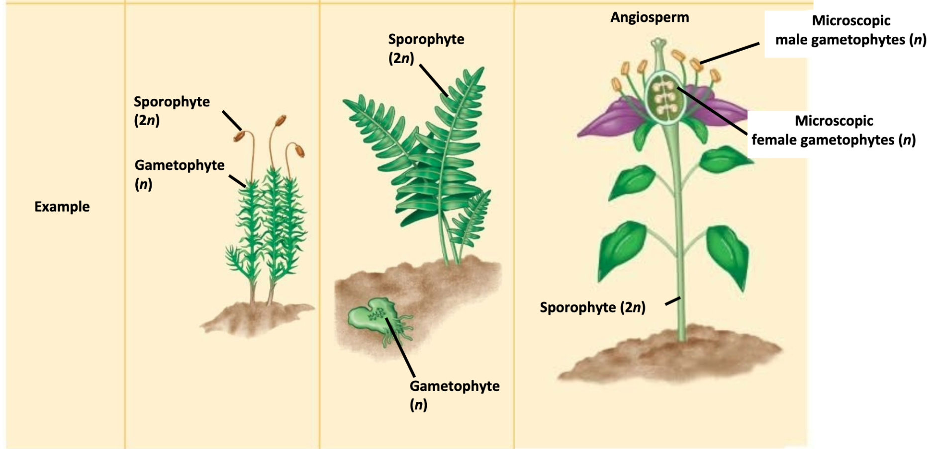 <p>Bryophytes, Monilophytes, Angiosperms</p>