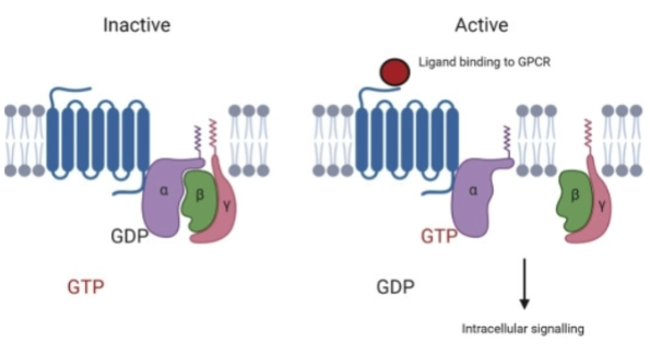 <p>Receptor proteins that initiate the production of second messengers inside the cell</p><ul><li><p>Required for hydrophilic, <strong>lipid-insoluble</strong> signals that cannot cross the plasma membrane</p></li><li><p>Amplify and diversify the signal</p></li><li><p><strong>Active</strong> when bound to <strong>GTP</strong></p></li><li><p><strong>Inactive</strong> when bound to <strong>GDP</strong></p></li></ul><p></p>