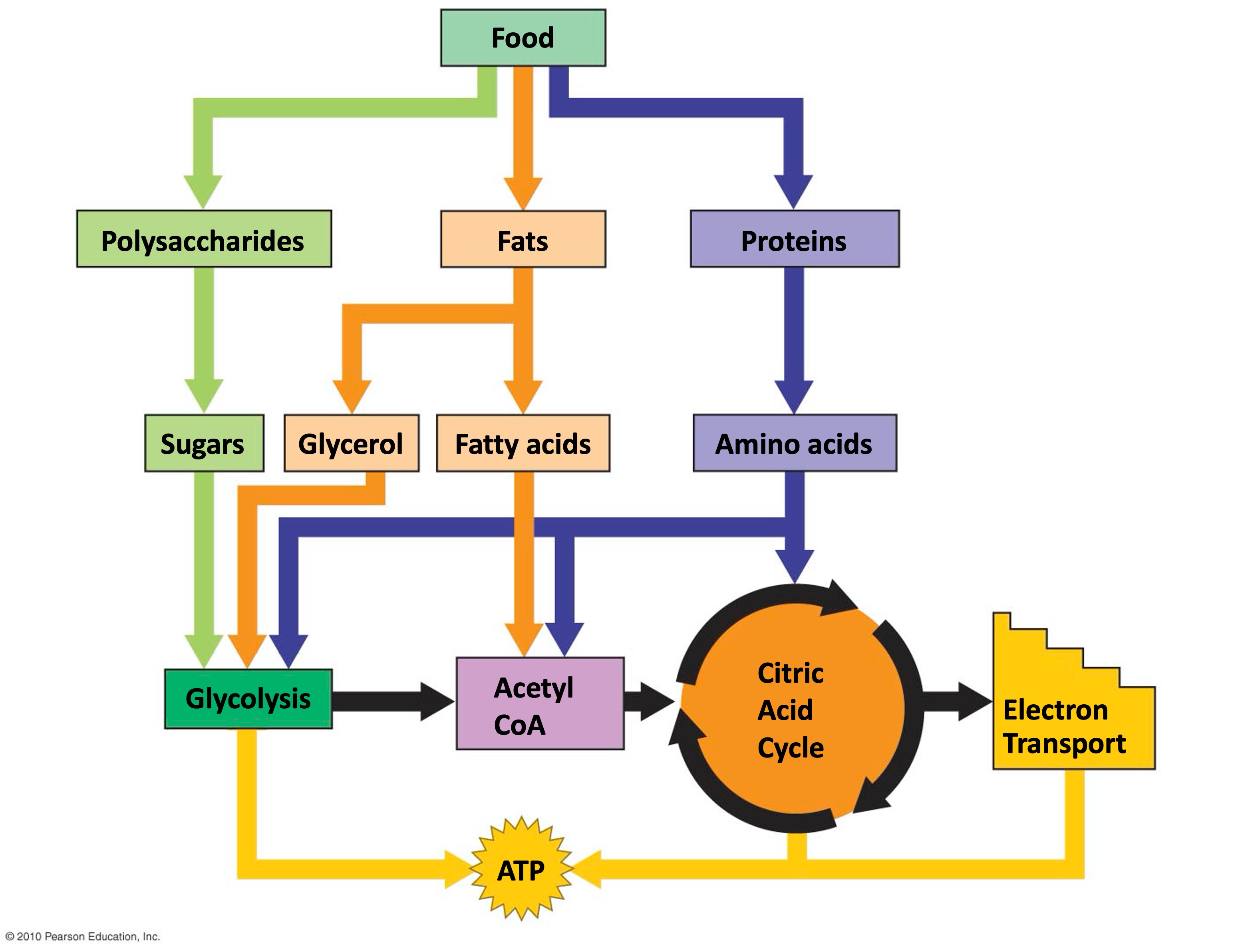 <ul><li><p>breakdown products of other macromolecules (proteins and lipids) can feed into pathway at many different points</p></li><li><p>intermedieates in the pathway of respiration can be taken out of the process and used as building blocks for macromolecules</p></li><li><p>this process of cellular respiration is connected to the metabolism of other macromolecules in the grand scheme of cellular metabolism</p></li></ul><p></p>