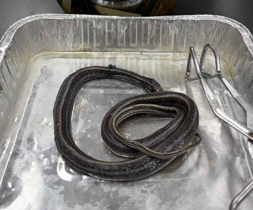 <p><span style="background-color: transparent;">Thamnophis proximus</span></p>