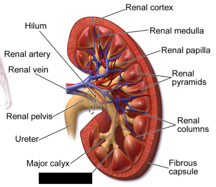 <p>a small, cup-shaped structure in the kidney that collects urine directly from the renal pyramids. Several minor ______ merge to form major _______, which then drain into the renal pelvis and ureter.</p>