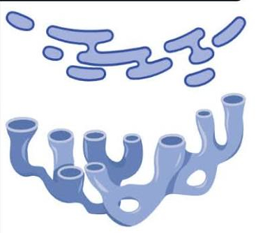<p>This is the structure of what?</p>
