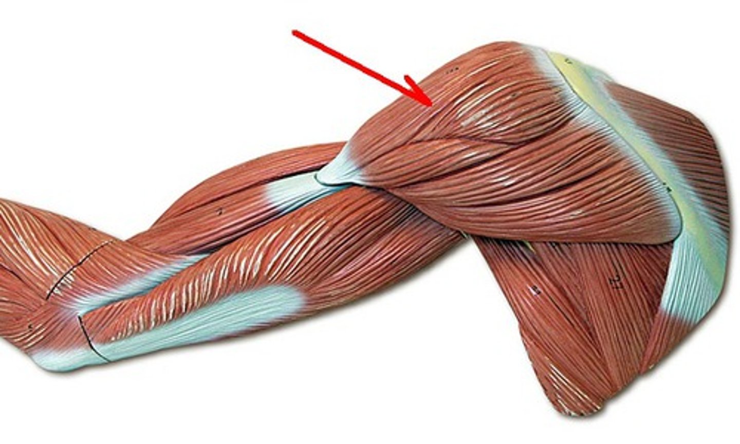 <p>deltoid action</p>