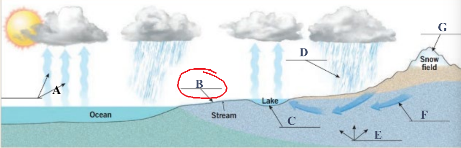 <p>Precipitation that does not soak into the soil but instead moves on the Earth’s surface towards steams</p>