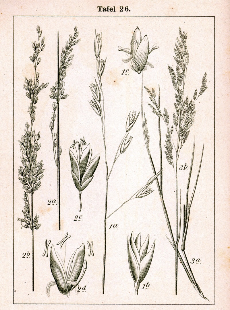 <p>گندم سانان</p>