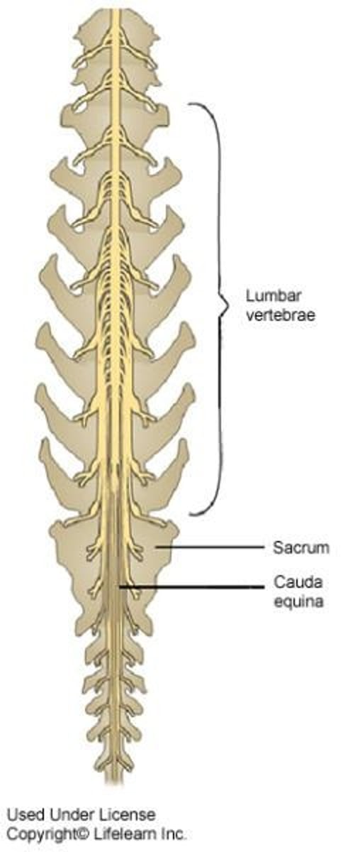 <p>A surgical procedure to relieve pressure on the spinal cord.</p>