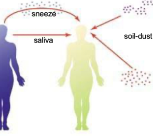 <p>Droplets – sneezing propels mucus droplets, transmitting virus to a new host</p><p>Saliva</p><p>Soil-dust</p><p>Water aerosols</p>