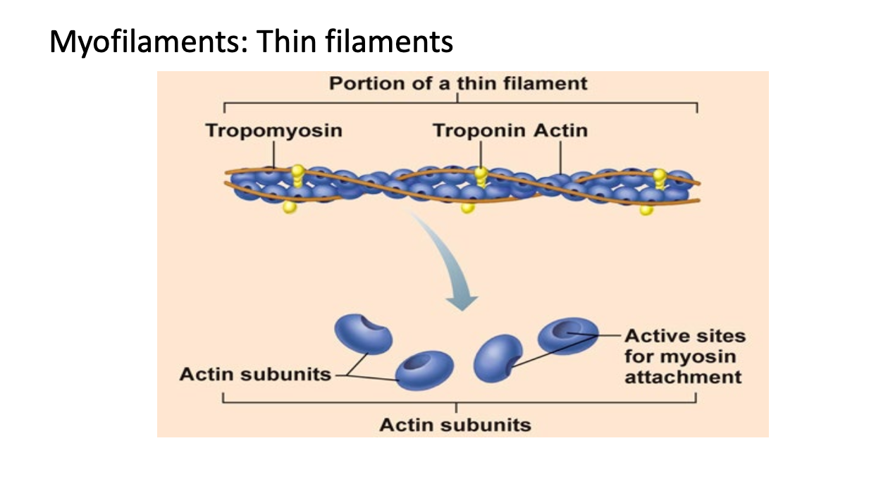 <p>Thin filaments = Bundles of actin</p><ul><li><p>Tropomyosin blocks myosin head from attaching to actin</p></li></ul><p></p>
