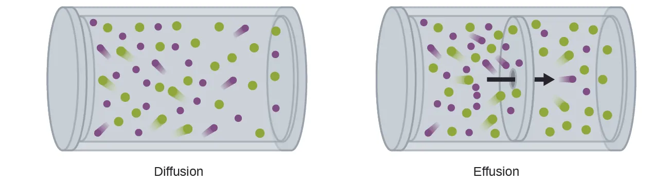 <p><span>Which of the following correctly distinguishes </span><strong>diffusion</strong><span> from </span><strong>effusion</strong><span>?</span><br><br>A. Effusion only occurs in liquids, while diffusion occurs only in gases.</p><p>B. Diffusion is the movement of molecules through a tiny opening, while effusion is the unrestricted spreading of molecules.</p><p>C. Diffusion and effusion are identical processes and the terms can be used interchangeably.<br>D. <span>Diffusion involves the unrestricted dispersal of molecules due to random motion, whereas effusion occurs when molecules pass through very small openings in a barrier.</span></p>
