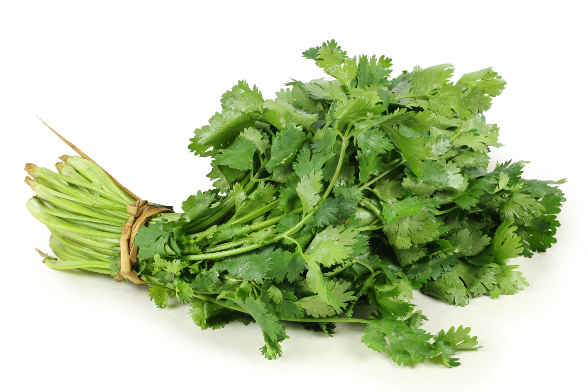 <p>Cilantro </p>