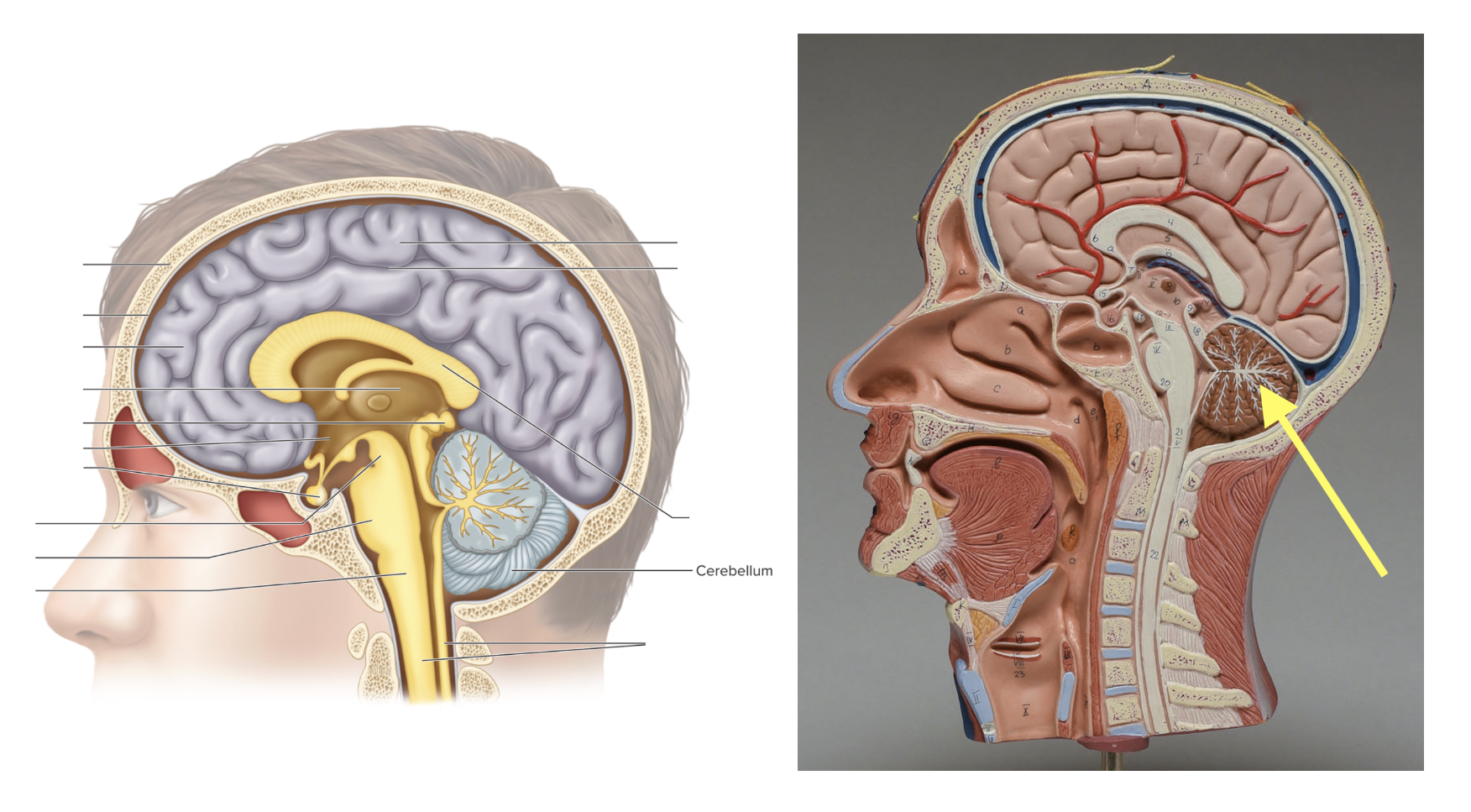 <p><strong>Location: Rounded tree-like pattern structure in back of brain; Function: Balance &amp; coordination</strong></p>