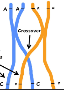 <ul><li><p>Happens during prophase 1 of meiosis</p></li><li><p>This creates new alleles combination</p></li><li><p>Increases genetic diversity</p></li></ul><p></p>