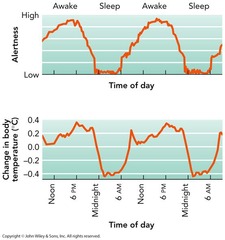 <p>Regular patterns of bodily functions that occur over a 24-hour period.</p>