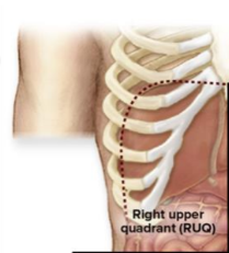 <p>Right upper quadrant (RUQ) organs</p>