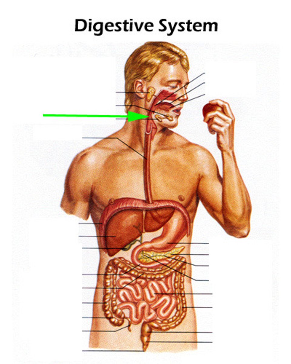 knowt flashcard image