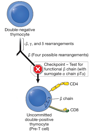 <p>the expression of the RAG1 and RAG2 proteins</p>