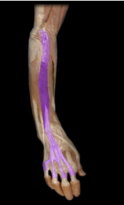 <p>wrist extension and extension of the interphalangeal joints (2-5)</p>
