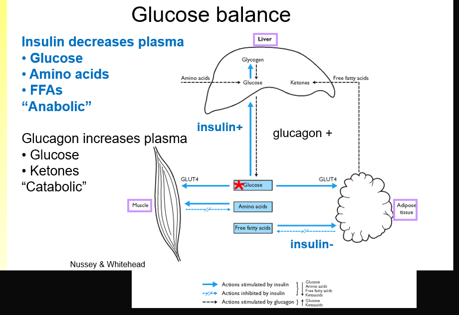 <p>glucose enters cells through transporters</p>