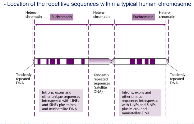 <ul><li><p>Repetitive DNA influences the structure and function of the genome (chromosome rearrangement, transcriptional regulation)</p><ul><li><p>Repetitive DNA: usually condensed → heterochromatin: gene silencing</p></li><li><p>Unique DNA: usually relaxed → euchromatin: gene expression</p></li></ul></li><li><p>Importance in disease: recombination events resulting in duplications or deletions</p></li></ul><p></p>